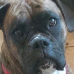 Meet your Posher, Robert